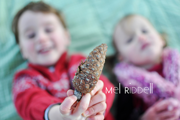 Oliver & Amelia pine cone