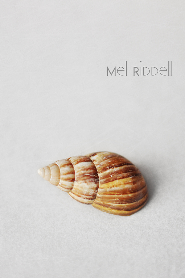 Seashell stripes