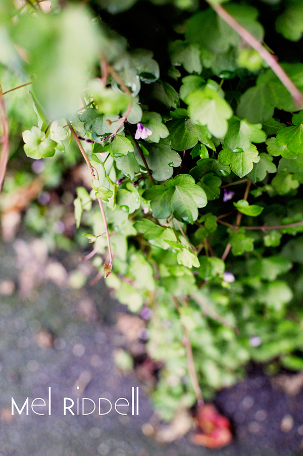 Vine