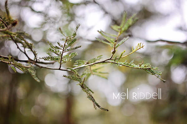 Fern