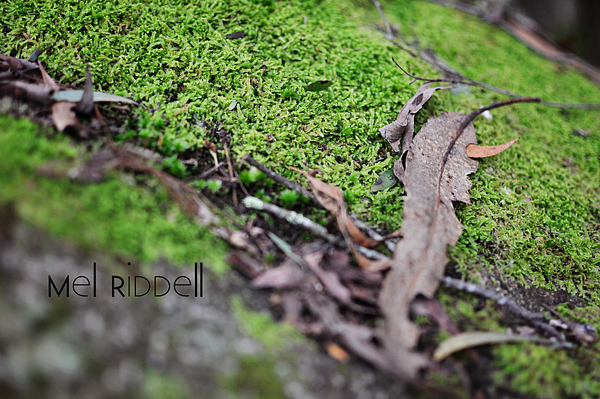 Moss & leaves