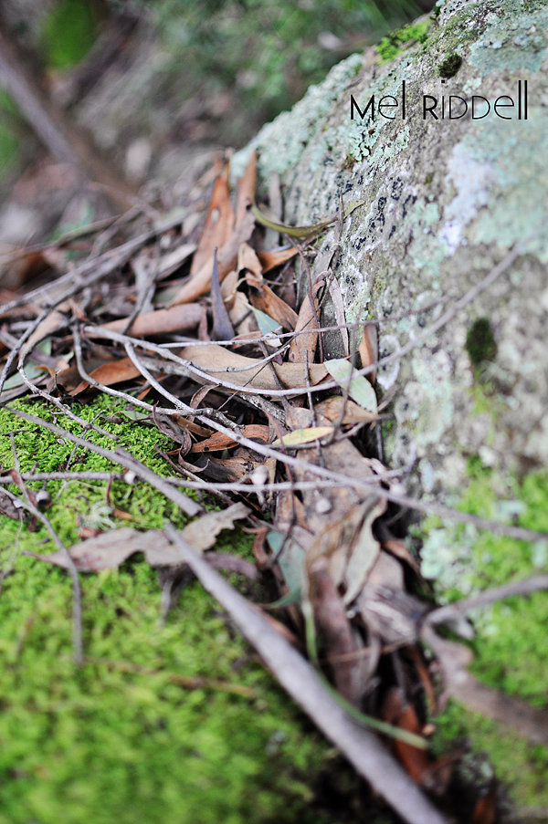 Moss & leaves 2