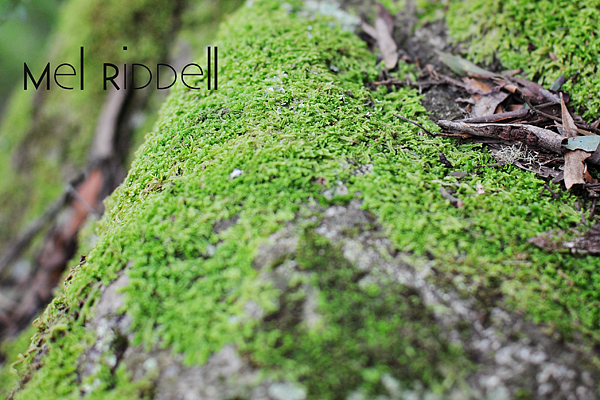 Moss & leaves 3