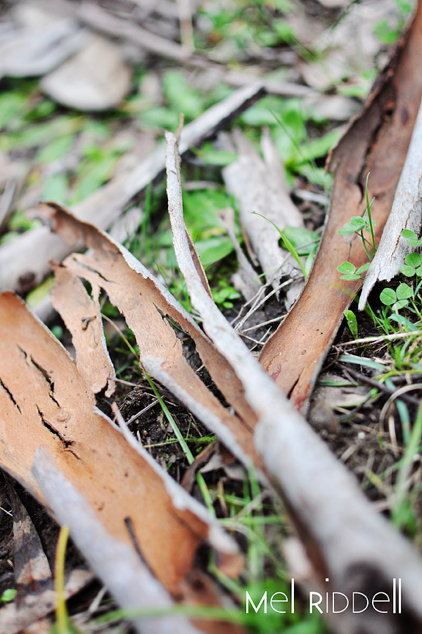 Bark