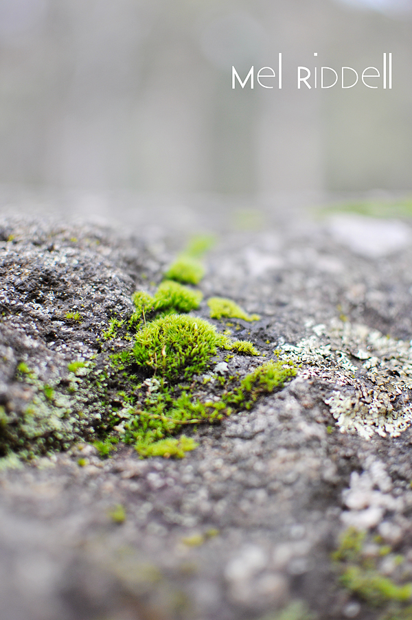 Moss spots