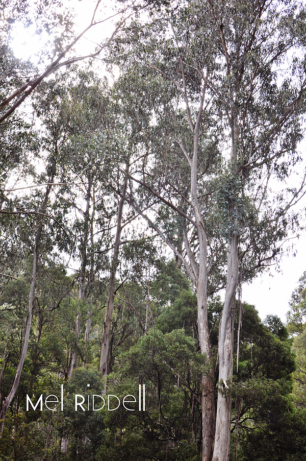Tall trees
