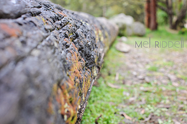 Old log