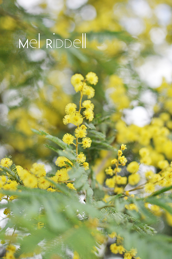 Wattle flower