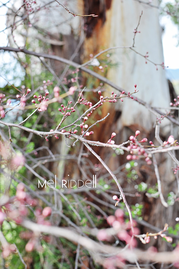 Wild pink blossom