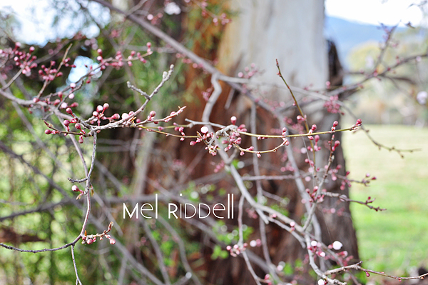 Wild pink blossom 2