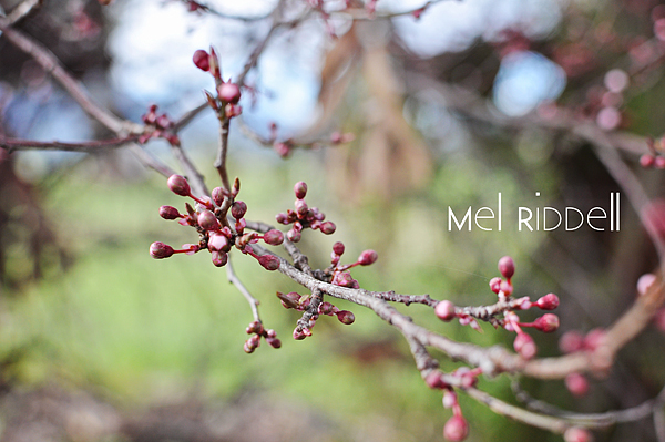 Wild pink blossom 3