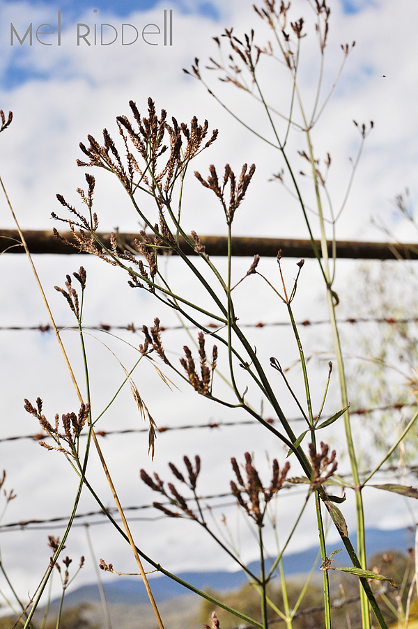 Grass and gate