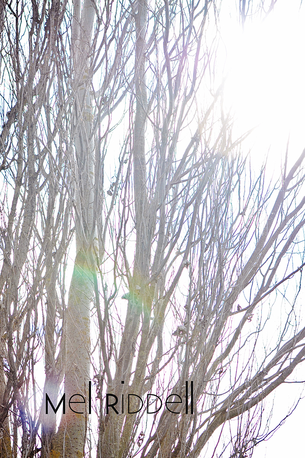 Sun through trees