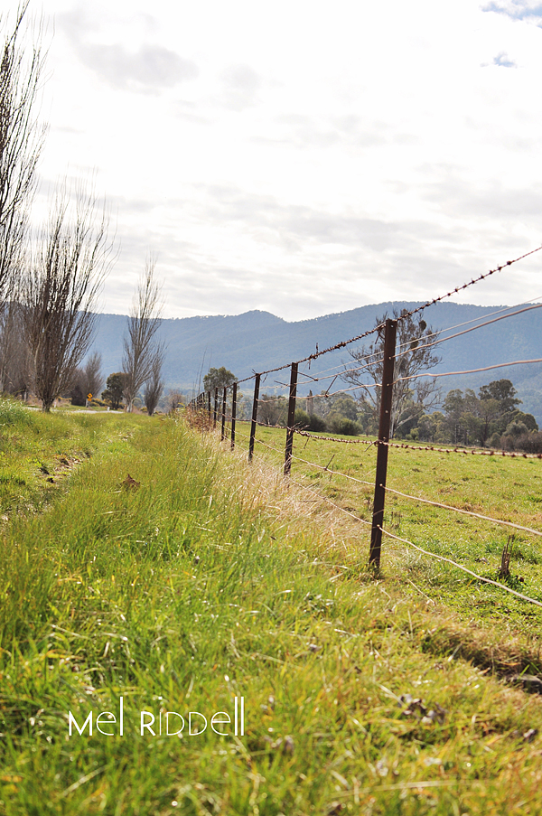 Grass fenceline