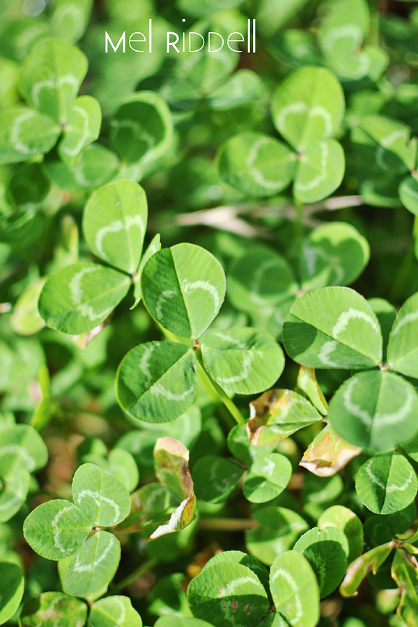 Clover