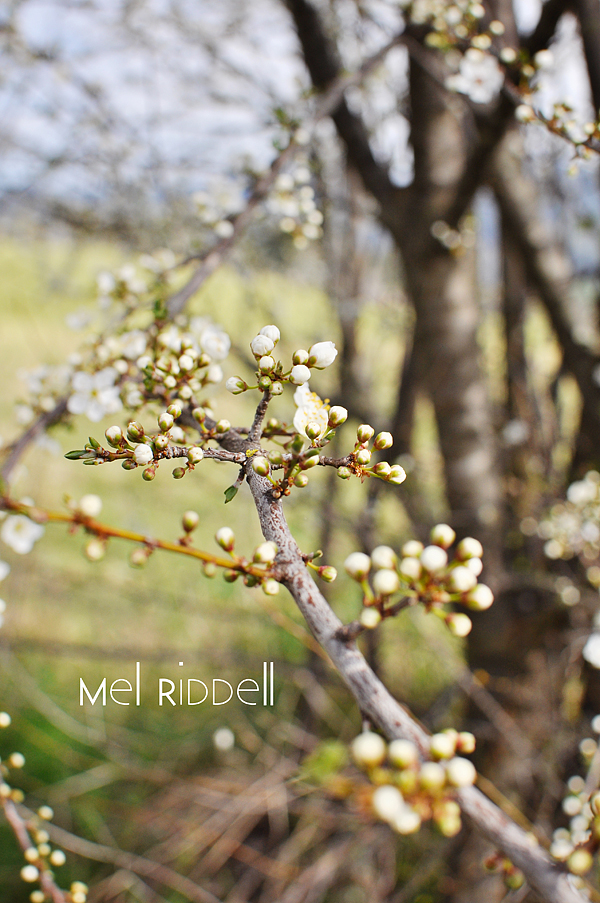White blossom 2
