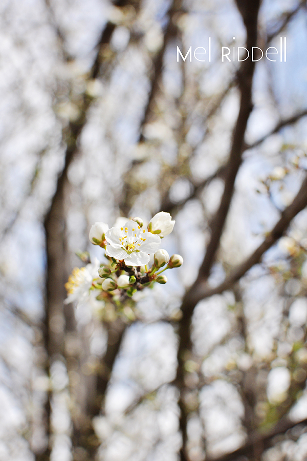 White blossom