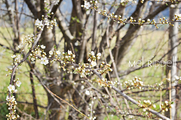 White blossom 3