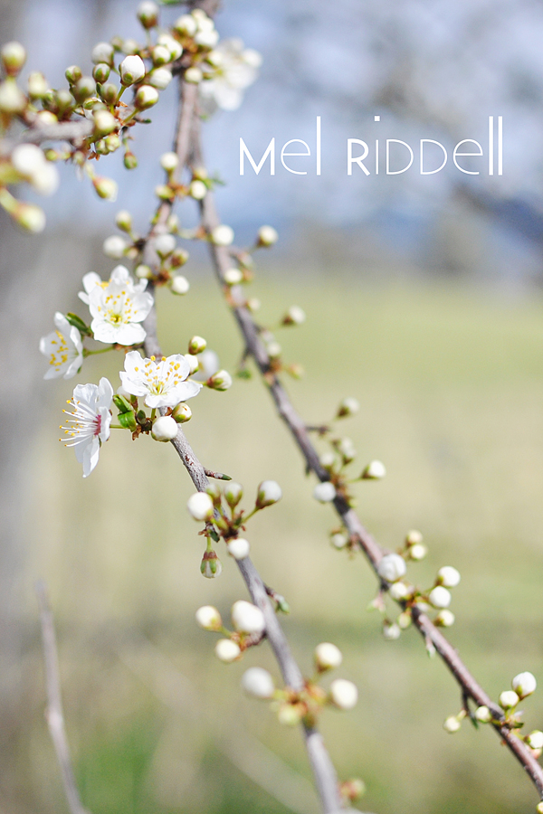 White blossom 4