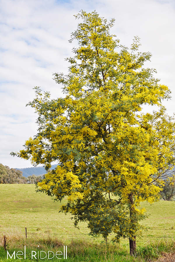 Wattle tree