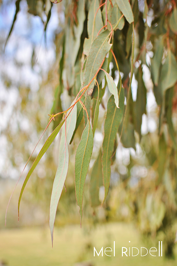 Gum leaves
