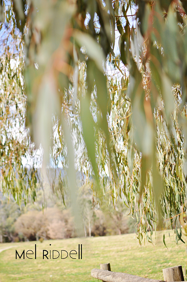 Gum leaves 2