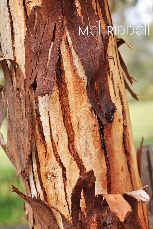 Red tree bark