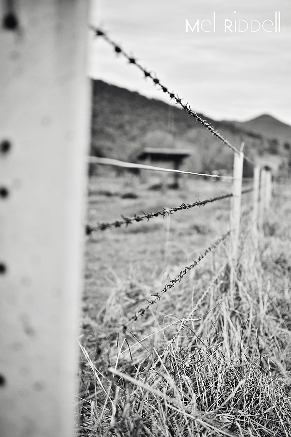 Barbed wire fence