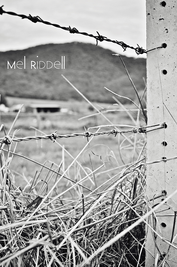 Barbed wire fence 2