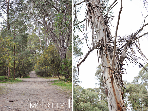Country trails & bark