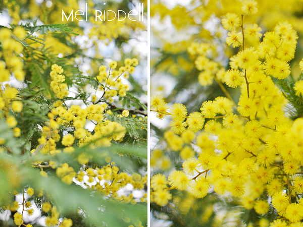 Wattle flower 2