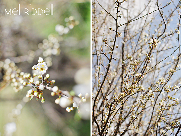 White blossom 5